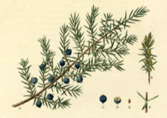 Juniperus_communis_nana Juniper